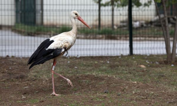 Göçü kaçıran Budapeşte, baharı bekliyor!