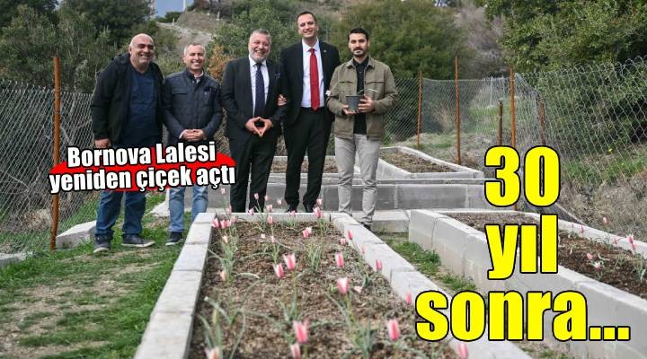 Bornova Lalesi 30 yıl sonra yeniden çiçek açtı