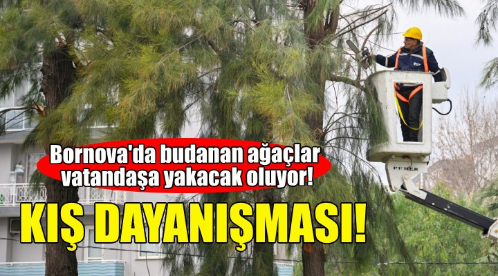 Bornova da budanan ağaçlar vatandaşa yakacak oluyor!