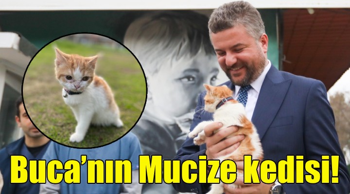 Buca’nın Mucize kedisi!