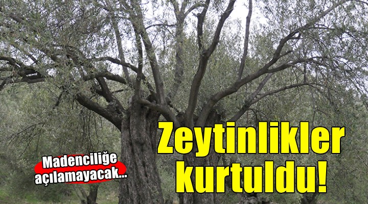 Danıştay son kararı verdi... Zeytinlikler kurtuldu!