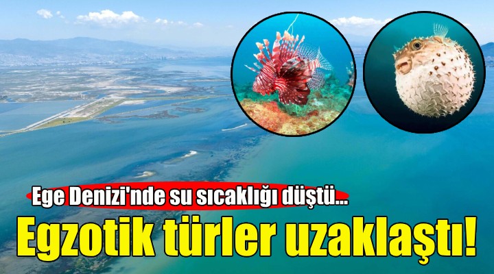 Ege Denizi nde su sıcaklığı düştü, egzotik türler uzaklaştı!