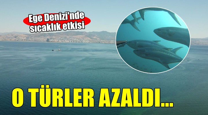 Ege Denizi nde yerli balık türleri azaldı!