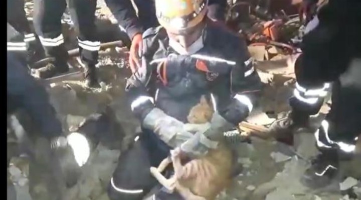 Enkaz altındaki kedi kurtarıldı