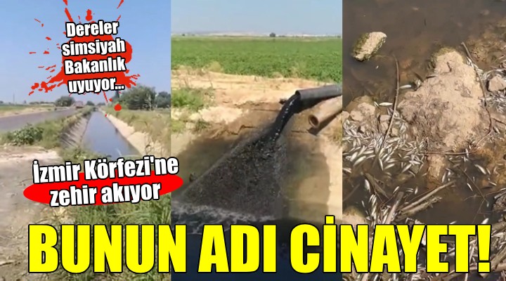 İşte İzmir Körfezi ni bunlar mahvediyor!