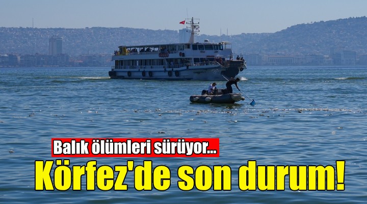 İzmir Körfezi nde balık ölümleri sürüyor!