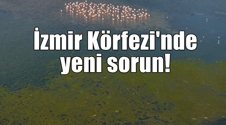 İzmir Körfezi nde yeni sorun!