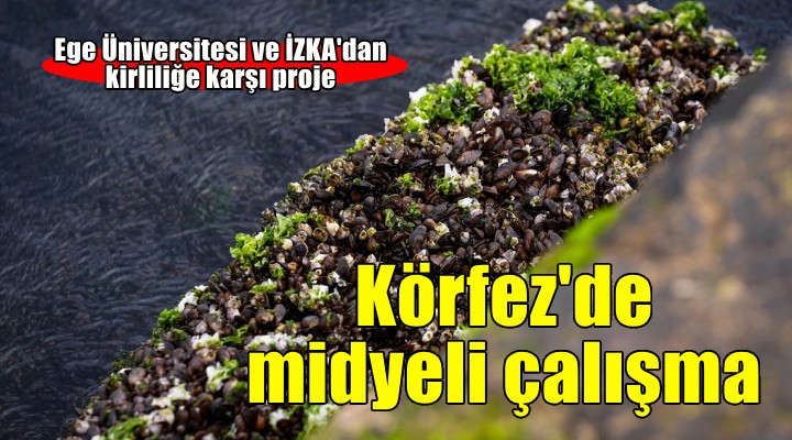 İzmir Körfezi ndeki kirliliğin çözümü için midyelerle bilimsel çalışma yapıldı