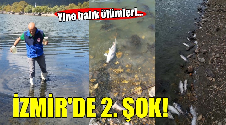 İzmir de ikinci balık ölümleri şoku...