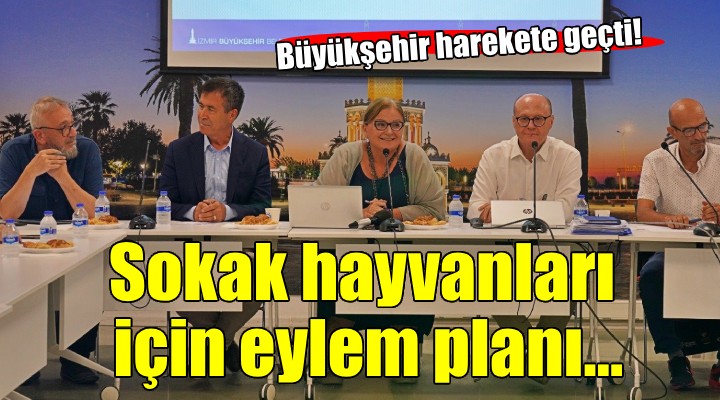 İzmir de sokak hayvanları için eylem planı hazırlanıyor...