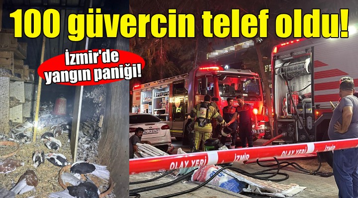 İzmir de yangın paniği: 100 güvercin telef oldu!