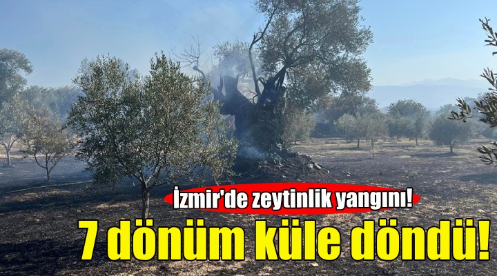 İzmir de zeytinlik yangını!