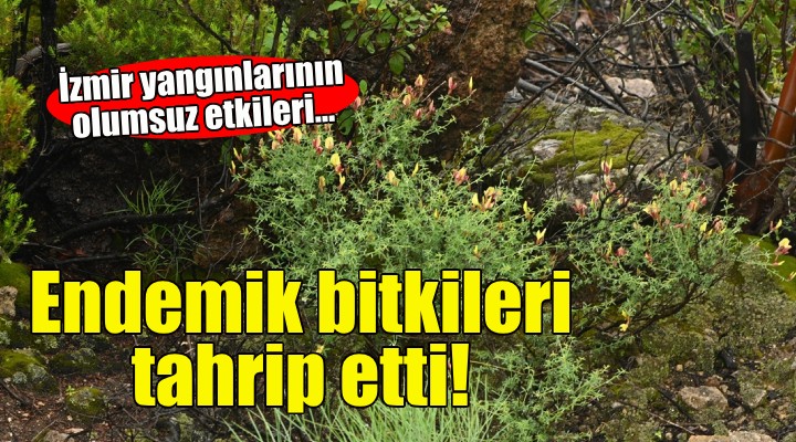 İzmir deki yangınlar endemik bitkileri tahrip etti!