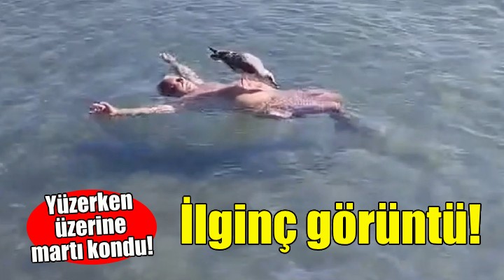 İzmir den gülümseten görüntü... Yüzerken üzerine martı kondu!