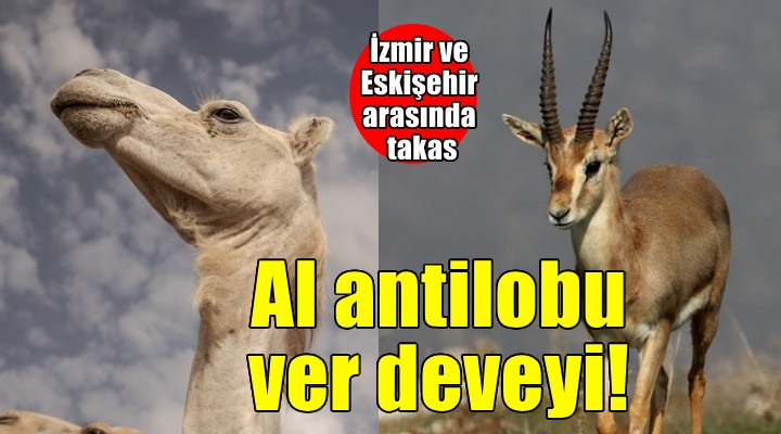 İzmir ve Eskişehir arasında takas.. Al antilobu ve deveyi!