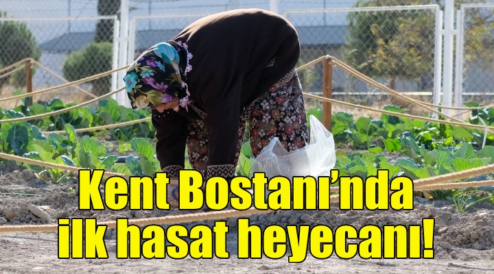 Kent Bostanı’nda ilk hasat heyecanı!