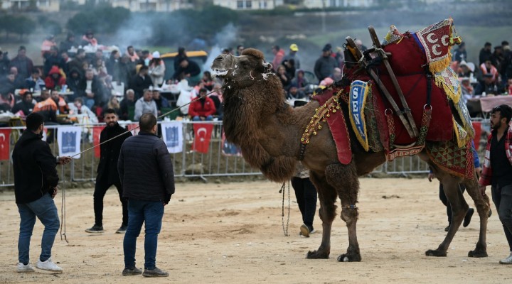 Kuşadası nda Deve Güreşi Festivali!