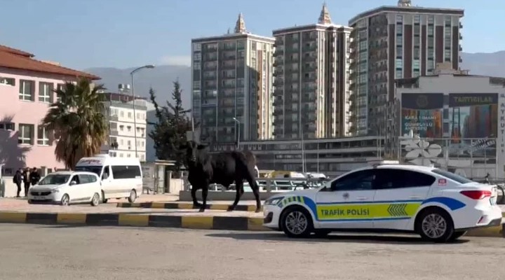 Limandan kaçan angus şehri birbirine kattı: 3 yaralı