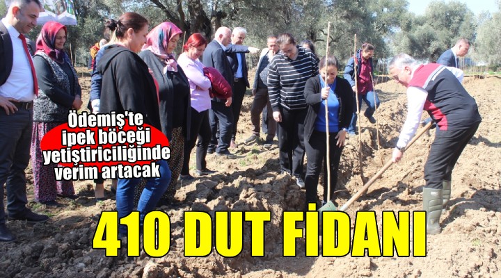 Ödemiş te ipek böceği yetiştiriciliği için dut fidanı dikildi