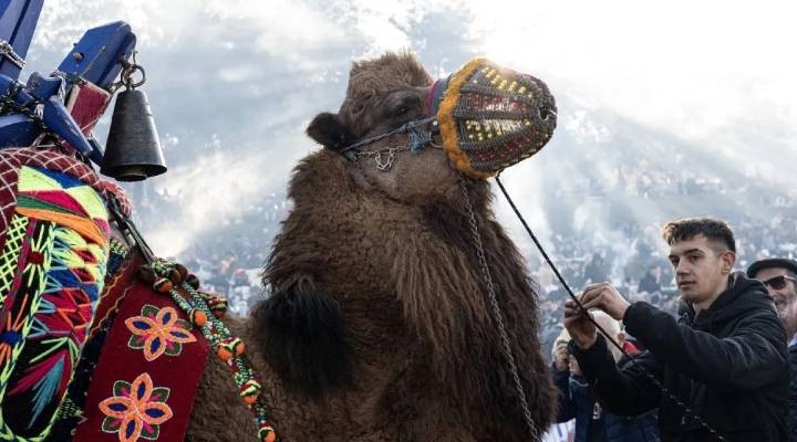 Selçuklular 43. Efes Selçuk Deve Güreşi Festivali nde buluştu