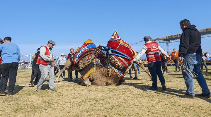 Torbalı da deve güreşi festivaline yoğun katılım