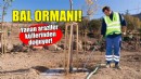 Bal ormanı... Yanan araziler küllerinden doğuyor!