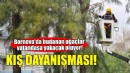 Bornova'da budanan ağaçlar vatandaşa yakacak oluyor!