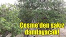 Çeşme'den sakız damlayacak!