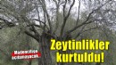 Danıştay son kararı verdi... Zeytinlikler kurtuldu!