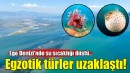 Ege Denizi'nde su sıcaklığı düştü, egzotik türler uzaklaştı!