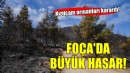 Foça yangınında büyük hasar... Kızılçam ormanı karardı!