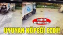 İzmir'de korkunç olay.. Uyuyan köpeği ezdi!