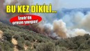 İzmir'de orman yangını... Alevler Dikili'den yükseldi!