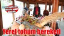 Karşıyaka’da yerel tohum bereketi...