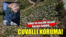 Kavacık üzümüne çuvallı koruma!