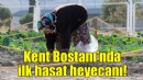 Kent Bostanı’nda ilk hasat heyecanı!