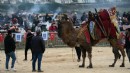 Kuşadası'nda Deve Güreşi Festivali!