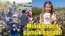 Menemenli minikler pamuk hasadı yaptı!