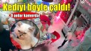 Petshoptan kediyi böyle çaldı!