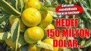 Satsuma mandalinada hedef 150 milyon dolar