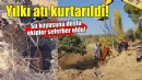 Su kuyusuna düşen yılkı atı kurtarıldı!